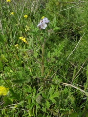 Phacelia cicutaria hispida
