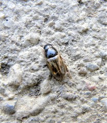 Melinopterus