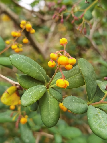 Berberis image