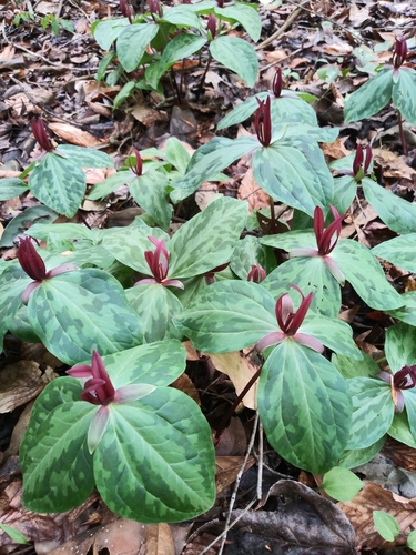 Mississippi River wakerobin