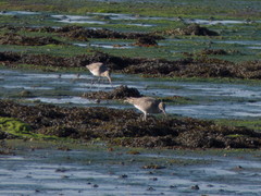 Limosa limosa