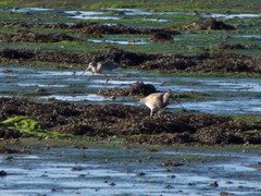 Limosa limosa