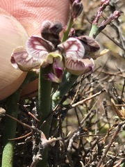 Polygala ephedroides