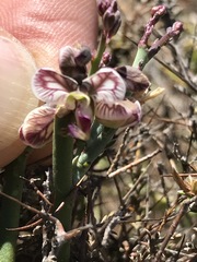 Polygala ephedroides