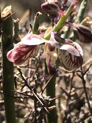 Polygala ephedroides