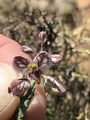 Polygala ephedroides