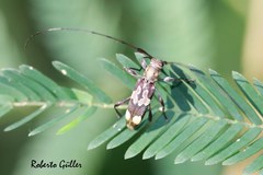Probatiomimus signiferus