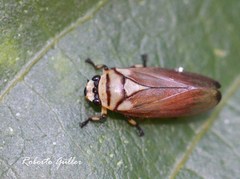 Monecphora nigritarsis