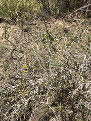 Roepera lichtensteiniana