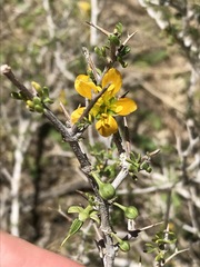 Roepera lichtensteiniana