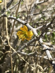 Roepera lichtensteiniana