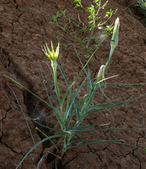 Tragopogon dubius