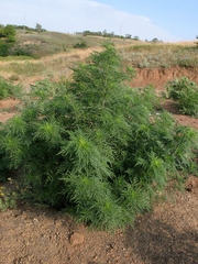 Ambrosia artemisiifolia