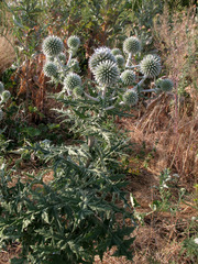 Echinops sphaerocephalus