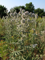 Echinops sphaerocephalus