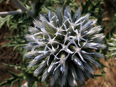 Echinops sphaerocephalus