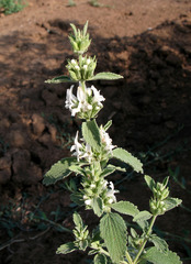 Marrubium peregrinum