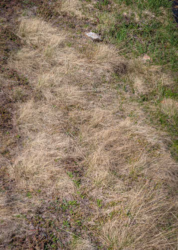 king's ricegrass (Ptilagrostiella kingii)