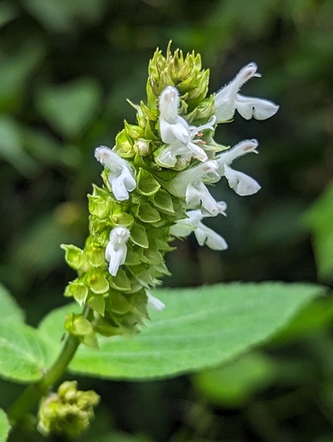 Image of Salvia pineticola by (c) Alan Rockefeller, some rights reserved (CC BY)