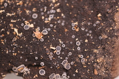 Phialocephala oblonga