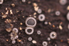 Phialocephala oblonga