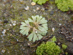 Ricciaceae