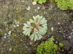 Ricciaceae