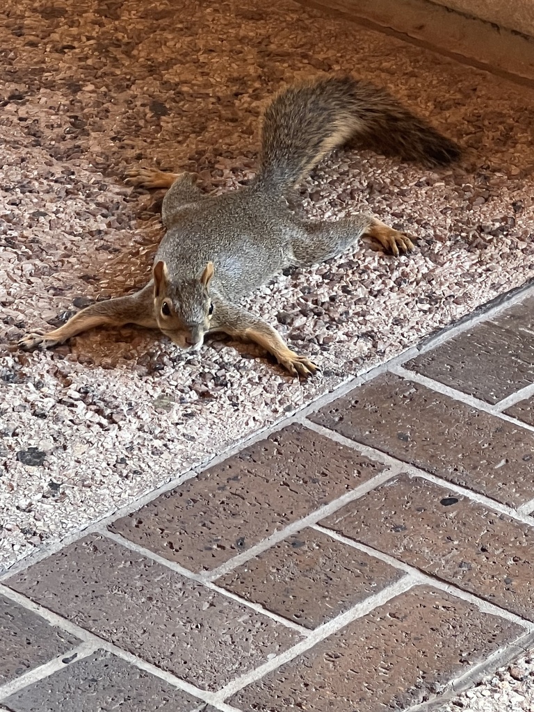 Squirrels from The University of Texas at San Antonio, San Antonio, TX ...