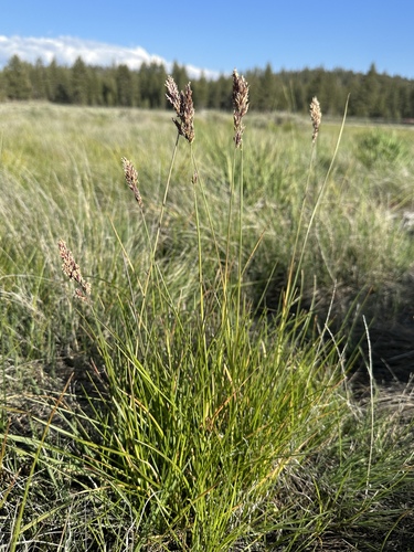 Image of Poa atropurpurea by (c) Matt Berger, some rights reserved (CC BY)