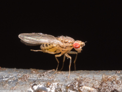 Drosophila busckii