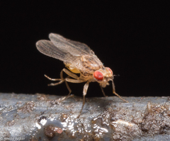 Drosophila busckii