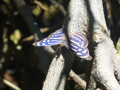 Myscelia cyaniris cyaniris