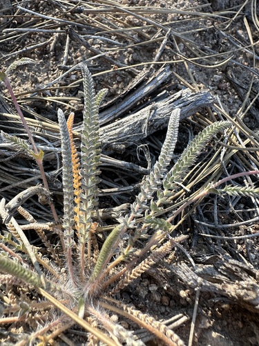 Image of Ivesia argyrocoma by (c) Matt Berger, some rights reserved (CC BY)