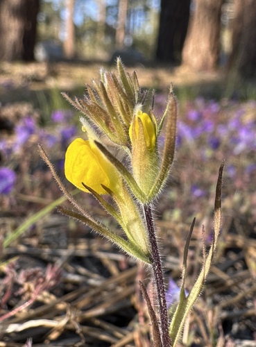Image of Castilleja lasiorhyncha by (c) Matt Berger, some rights reserved (CC BY)