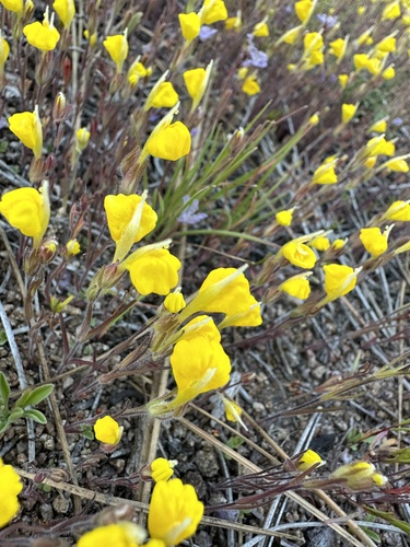 Image of Castilleja lasiorhyncha by (c) Matt Berger, some rights reserved (CC BY)