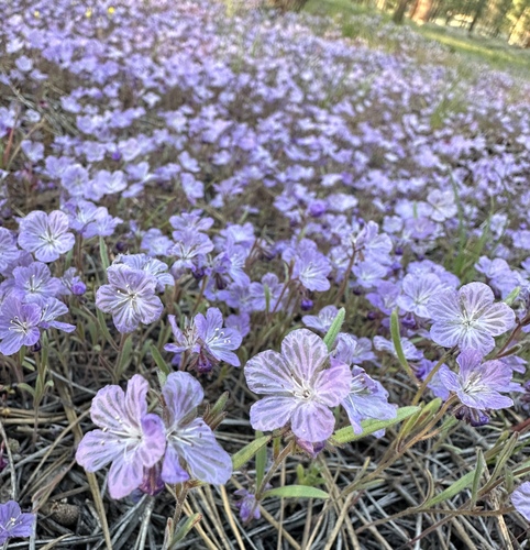 Transverse Range phacelia (Phacelia exilis)