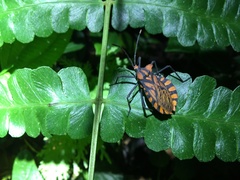 Spartocera pantomima
