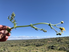 Senecio californicus californicus