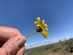 Senecio californicus californicus
