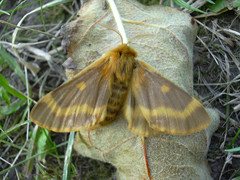 Lemonia dumi