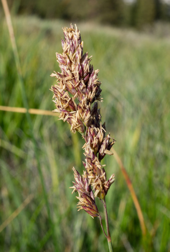San Bernardino Bluegrass (Poa atropurpurea)