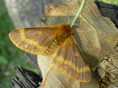 Lemonia dumi