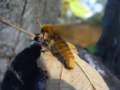 Lemonia dumi