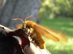 Lemonia dumi