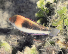Girdled Wrasse photo 4