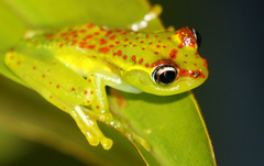 Boophis bottae