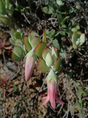 Cotyledon woodii