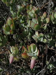 Cotyledon woodii