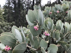 Arctostaphylos canescens