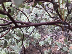 Arctostaphylos canescens